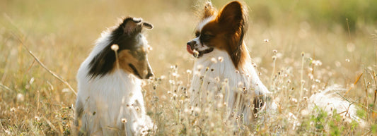Psi na poli, vitamínové pamlsky DogMama
