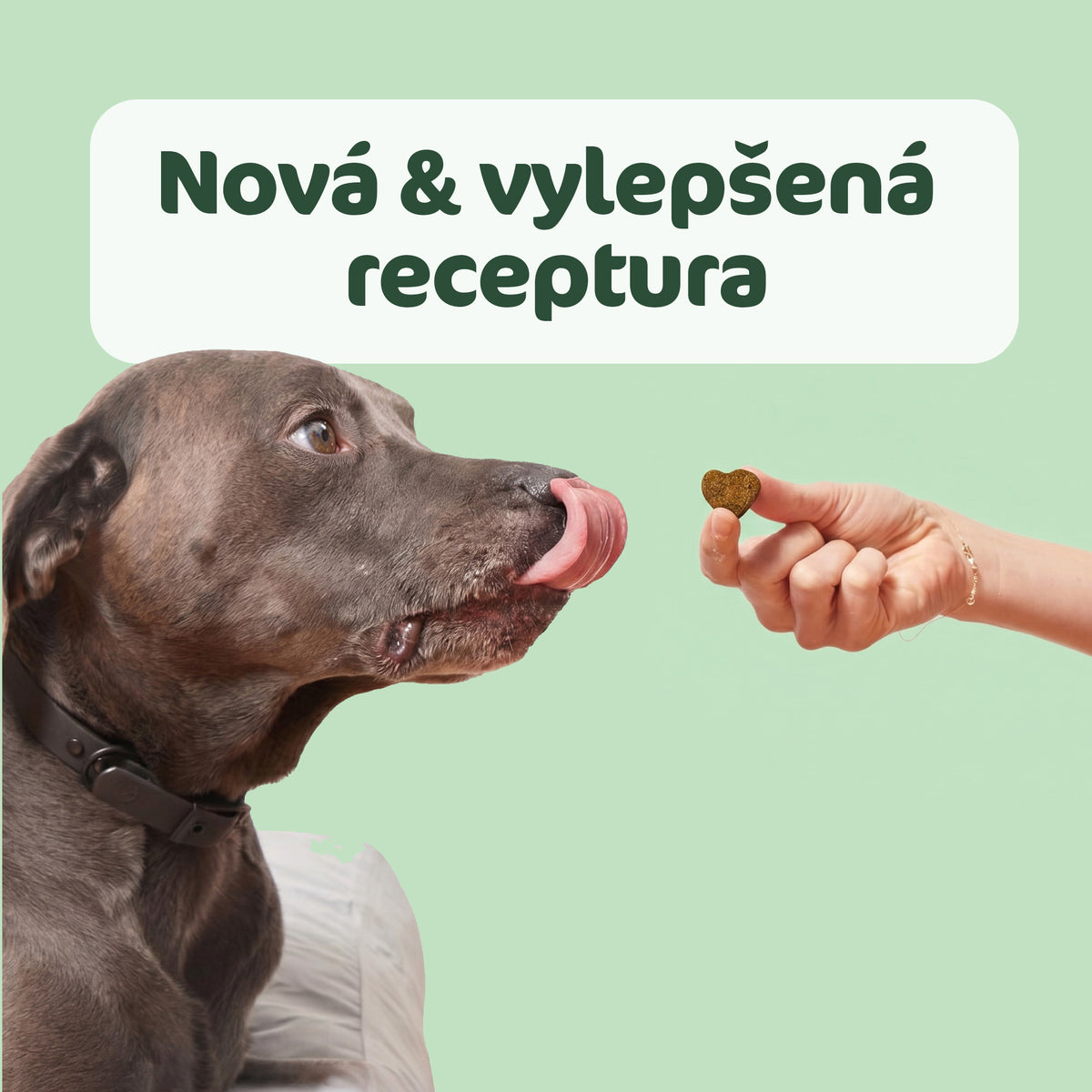 Srst a Kůže